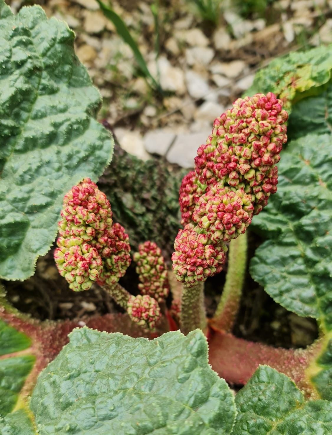 Doğada kendiliğinden yetişiyor! Birçok faydası var... 3