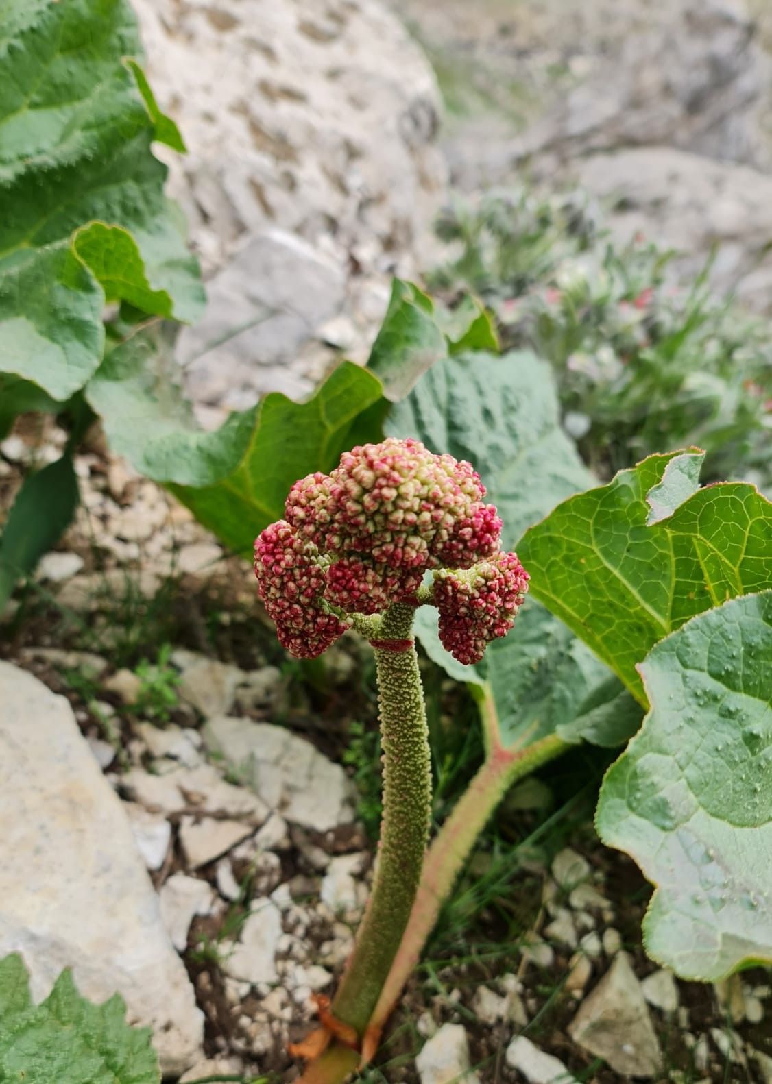 Doğada kendiliğinden yetişiyor! Birçok faydası var... 4