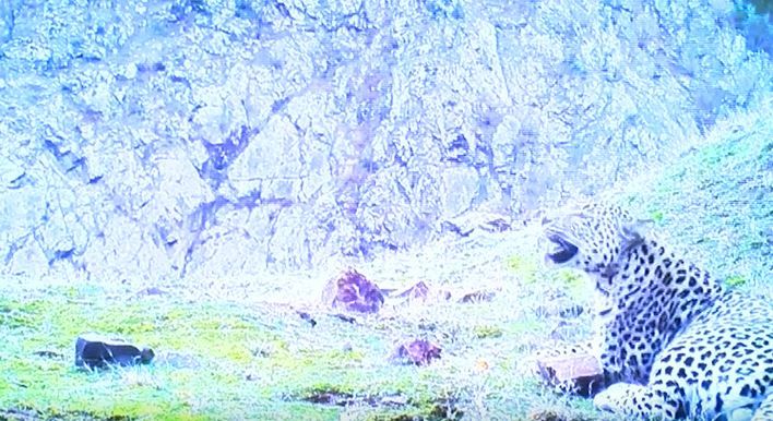 En son 1974’te görülmüştü! Bakan Kirişçi'den Anadolu Leoparı ile ilgili sevindiren haber 2