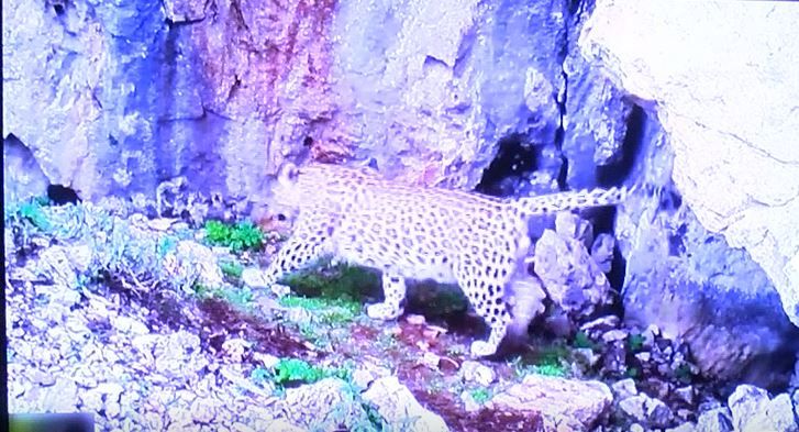 En son 1974’te görülmüştü! Bakan Kirişçi'den Anadolu Leoparı ile ilgili sevindiren haber 5