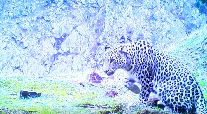 En son 1974’te görülmüştü! Bakan Kirişçi'den Anadolu Leoparı ile ilgili sevindiren haber 4