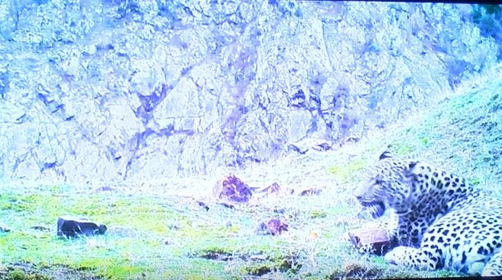 En son 1974’te görülmüştü! Bakan Kirişçi'den Anadolu Leoparı ile ilgili sevindiren haber 1