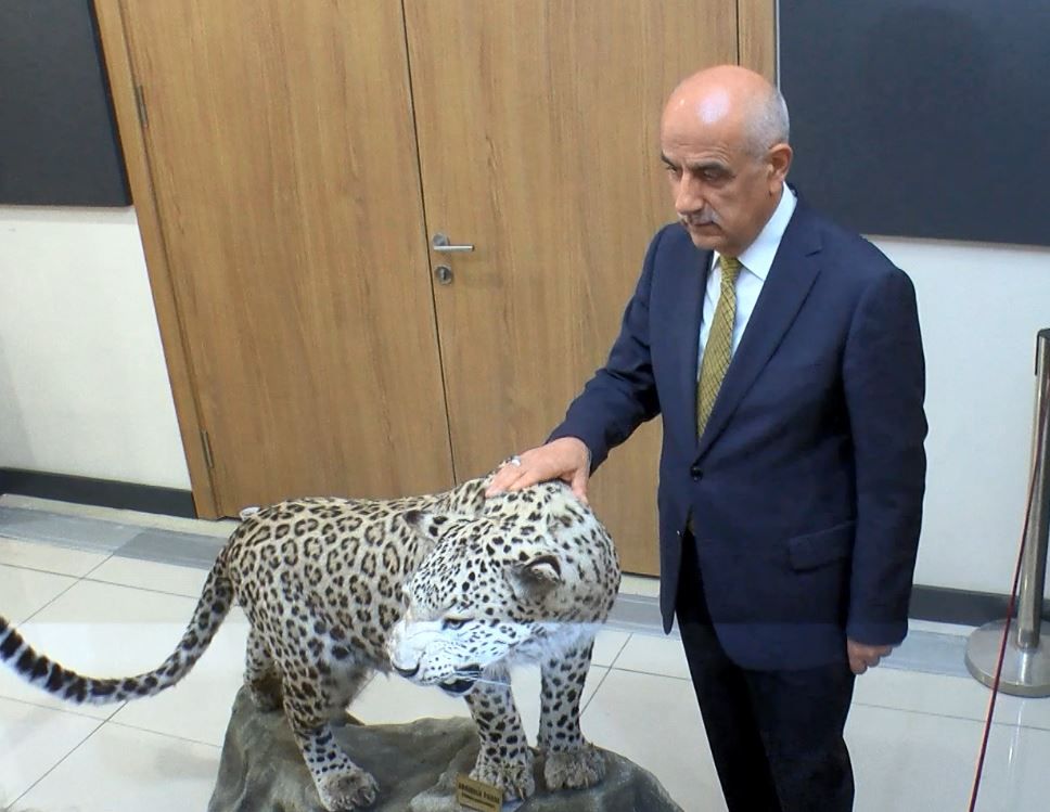 En son 1974’te görülmüştü! Bakan Kirişçi'den Anadolu Leoparı ile ilgili sevindiren haber 7