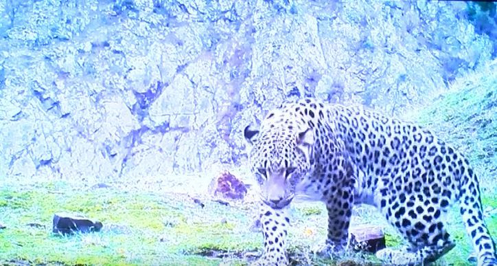 En son 1974’te görülmüştü! Bakan Kirişçi'den Anadolu Leoparı ile ilgili sevindiren haber 3