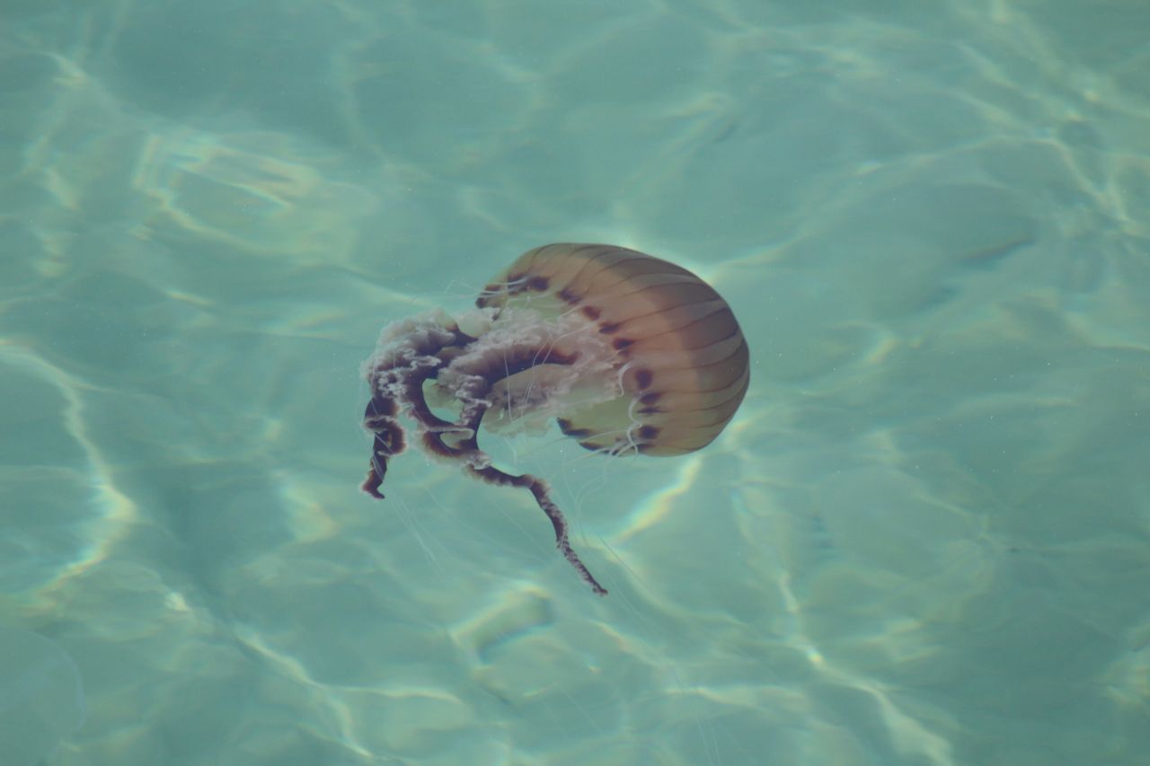 Dünyanın en zehirli türlerinden! Bu seferde Tekirdağ'da görüldü 1