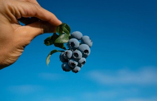 Her derde deva günde bir avuç yetiyor 6