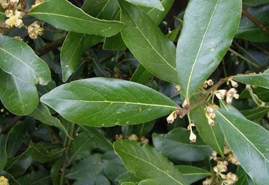 İltihap önleyici defne yaprağının sağlığa 10 faydası 3