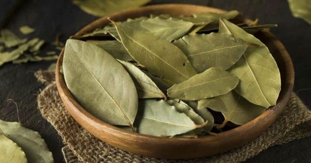 İltihap önleyici defne yaprağının sağlığa 10 faydası 17