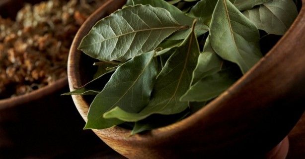 İltihap önleyici defne yaprağının sağlığa 10 faydası 2