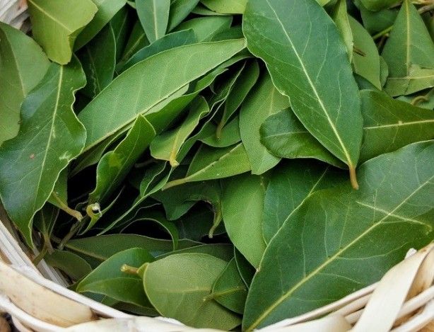 İltihap önleyici defne yaprağının sağlığa 10 faydası 13