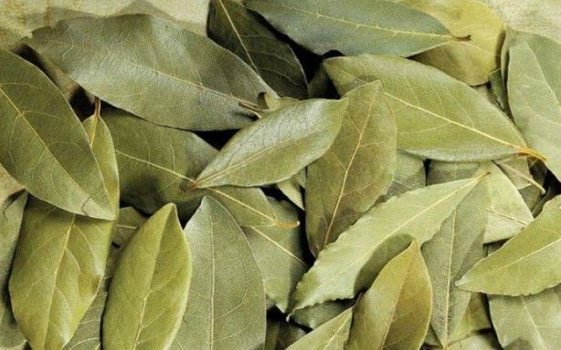 İltihap önleyici defne yaprağının sağlığa 10 faydası 5