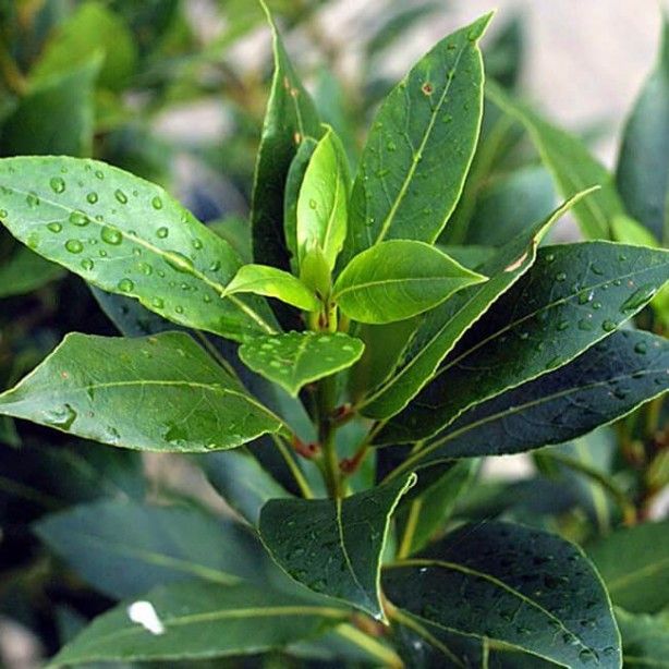 İltihap önleyici defne yaprağının sağlığa 10 faydası 10