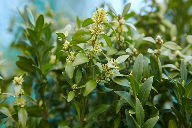 İltihap önleyici defne yaprağının sağlığa 10 faydası 8