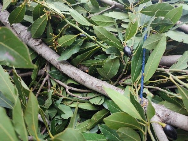 İltihap önleyici defne yaprağının sağlığa 10 faydası 4