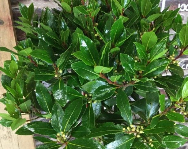 İltihap önleyici defne yaprağının sağlığa 10 faydası 15