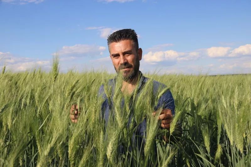 Buğday sorununu kapatacak..! 7 bin yıllık buğday Diyarbakır'da boy gösterdi 5
