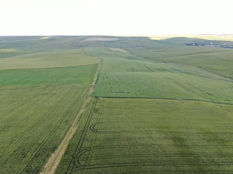 Buğday sorununu kapatacak..! 7 bin yıllık buğday Diyarbakır'da boy gösterdi 6