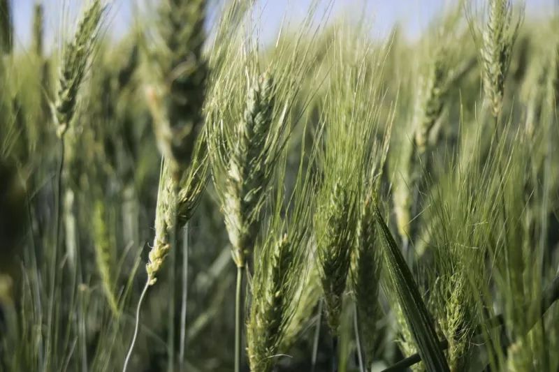 Buğday sorununu kapatacak..! 7 bin yıllık buğday Diyarbakır'da boy gösterdi 9