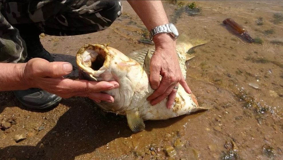 Ömerli Barajı'nda yürek sızlatan görüntü! Gece gelip katlediyorlar: Şok vermişler, gözleri patlamış 4
