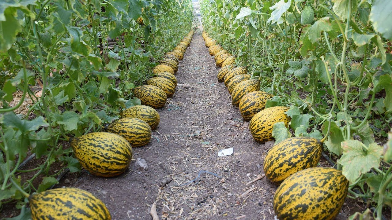 İbn-i Sina uyardı! Kavun yedikten sonra sakın bunu yapmayın 5