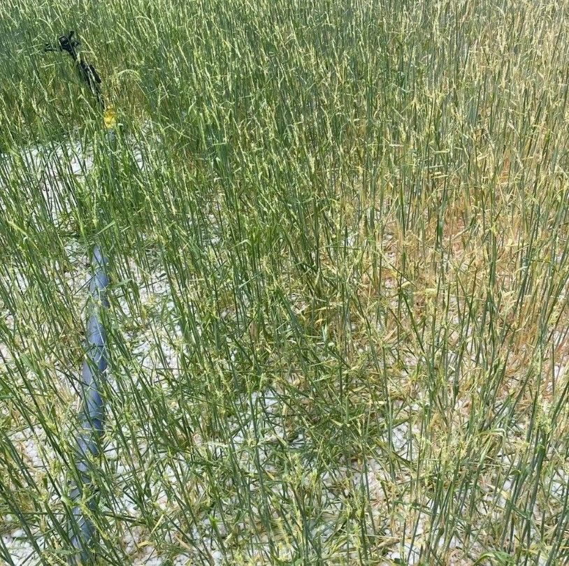 Konya'da kıyamet gibi görüntü! Sosyal medyada olay oldu... 8