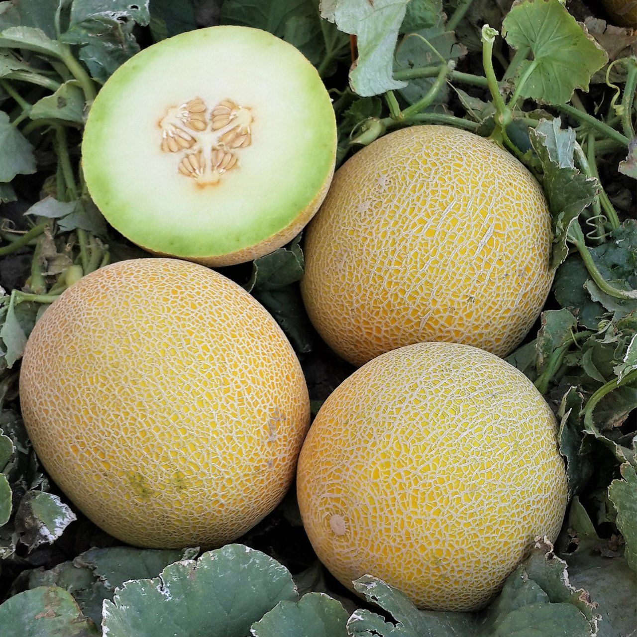 İbn-i Sina uyardı! Kavun yedikten sonra sakın bunu yapmayın 7