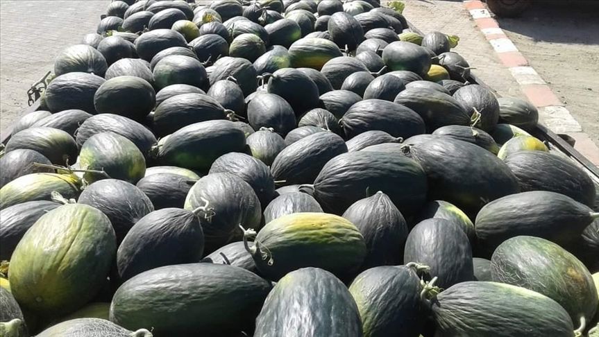 İbn-i Sina uyardı! Kavun yedikten sonra sakın bunu yapmayın 10