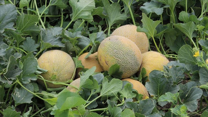 İbn-i Sina uyardı! Kavun yedikten sonra sakın bunu yapmayın 12