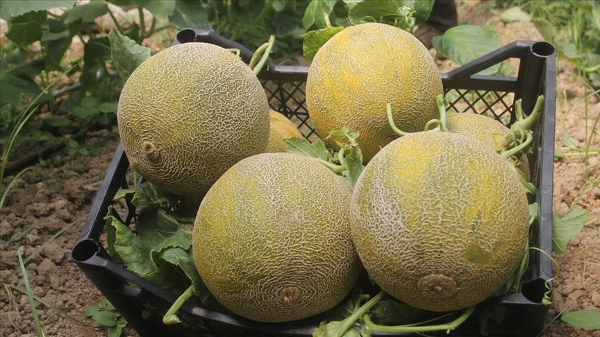 İbn-i Sina uyardı! Kavun yedikten sonra sakın bunu yapmayın 14