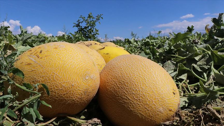 İbn-i Sina uyardı! Kavun yedikten sonra sakın bunu yapmayın 15