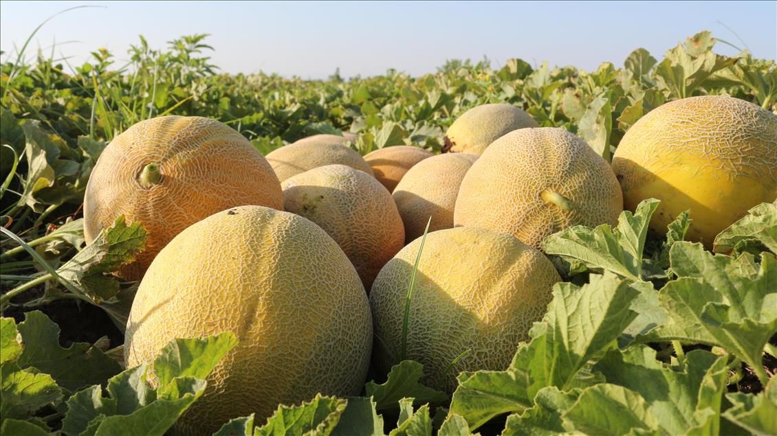 İbn-i Sina uyardı! Kavun yedikten sonra sakın bunu yapmayın 16