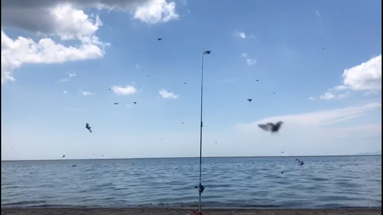 Bir ilçeyi istila ettiler! 'Çok kötü ısırıyorlar' 7