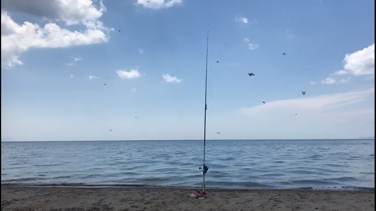 Bir ilçeyi istila ettiler! 'Çok kötü ısırıyorlar' 8