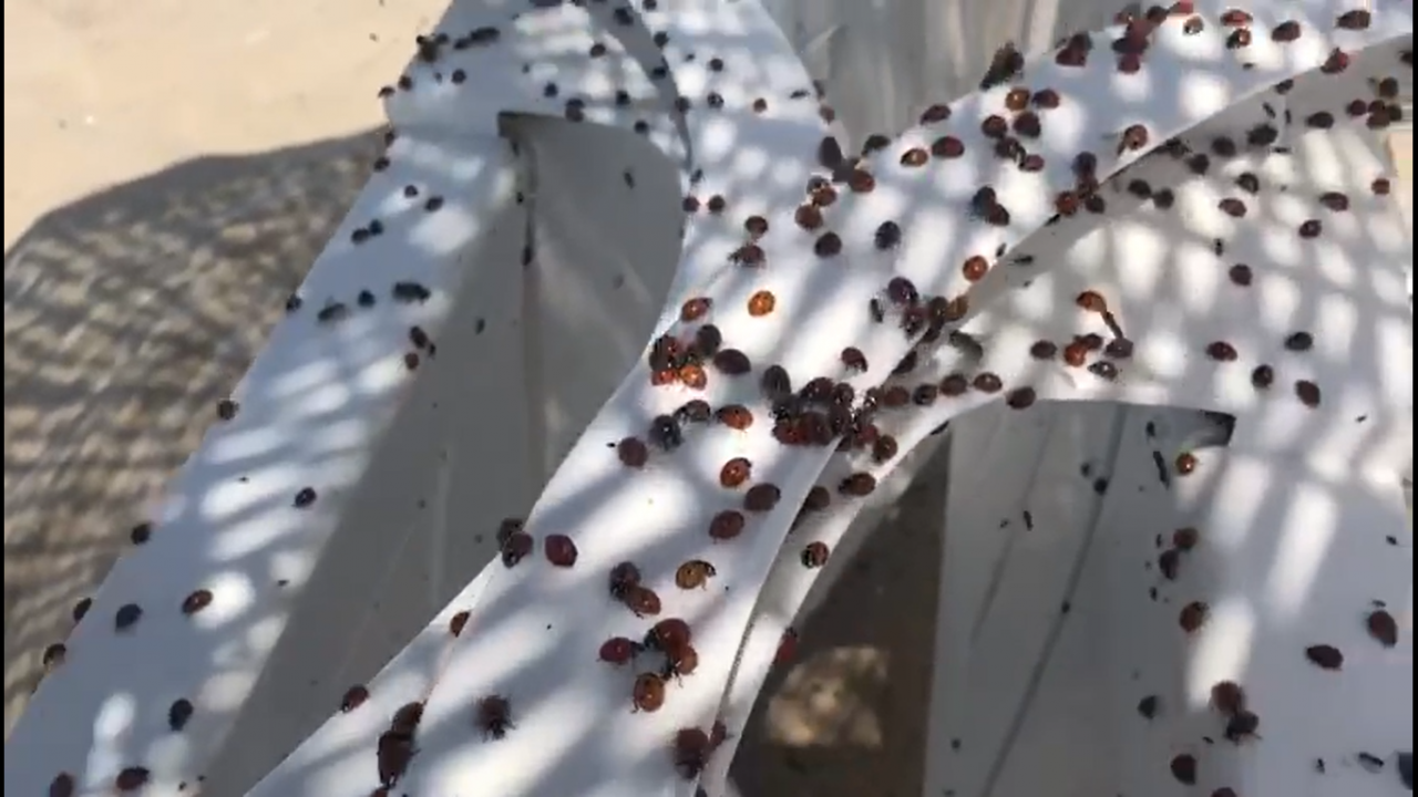 Bir ilçeyi istila ettiler! 'Çok kötü ısırıyorlar' 9