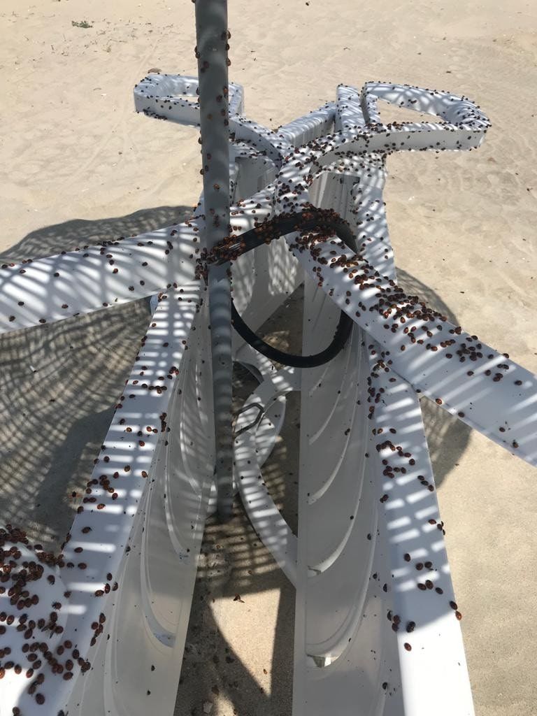 Bir ilçeyi istila ettiler! 'Çok kötü ısırıyorlar' 12