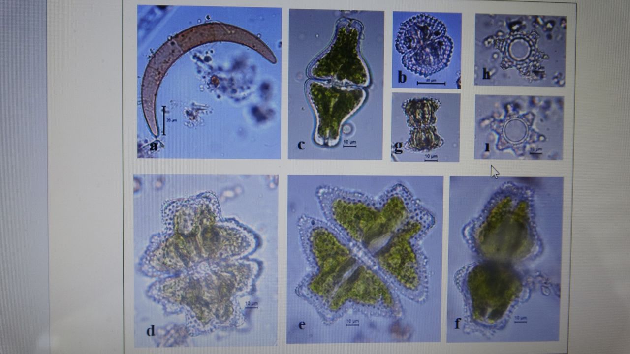 Türkiye'de bir ilk! Kaçkar Dağları’nda ortaya çıktı 10