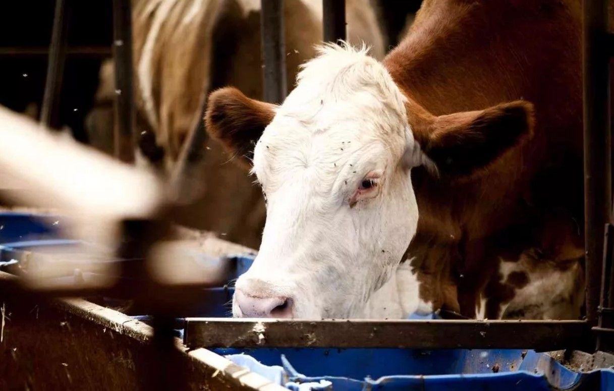 Bileziklerini satıp bu işe girdi! Milyonluk servet sahibi oldu 2