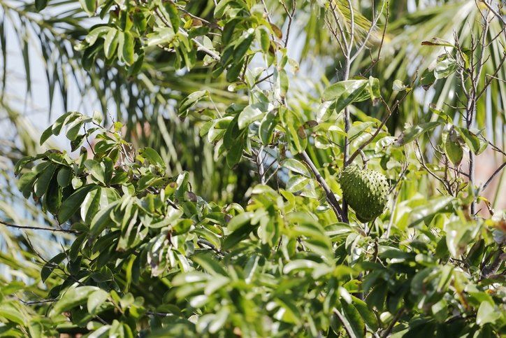 Doğadaki en iyi kanser öldürücü olduğu keşfedildi! Sadece kanserli hücreleri hedef alan mucize meyve 10