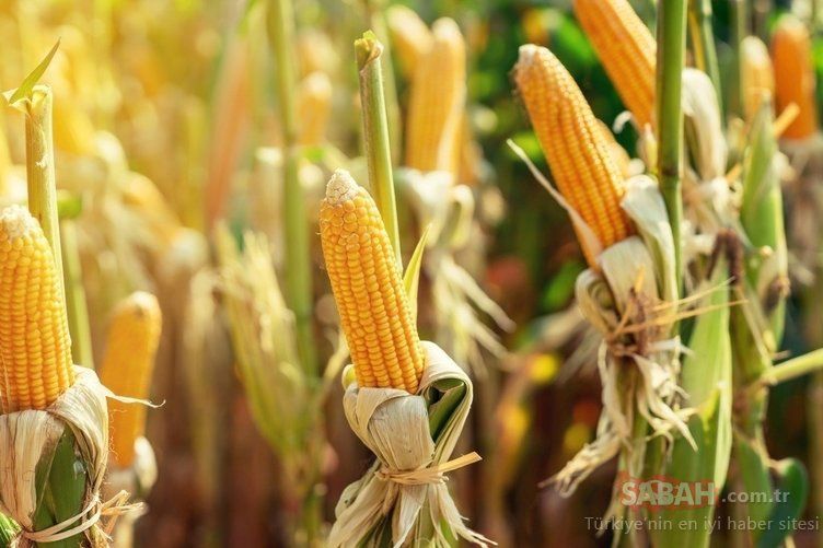 Vücuttaki yağları parçalıyor! Hızla kilo verdiren mucize besin! 12