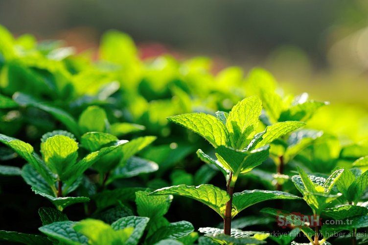 Tıbbın vazgeçemediği en etkili besin! İlaçtan daha etkili olduğu kanıtlandı! Ağrıyı anında kesiyor 19