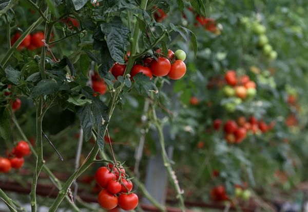 Hollanda engeli kalktı... Türkiye'ye muhtaçlar 13