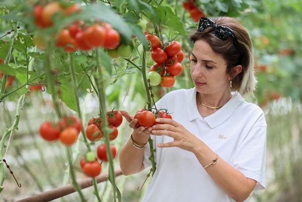 Hollanda engeli kalktı... Türkiye'ye muhtaçlar 14
