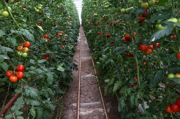 Hollanda engeli kalktı... Türkiye'ye muhtaçlar 20