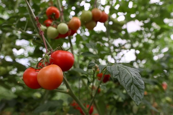 Hollanda engeli kalktı... Türkiye'ye muhtaçlar 21