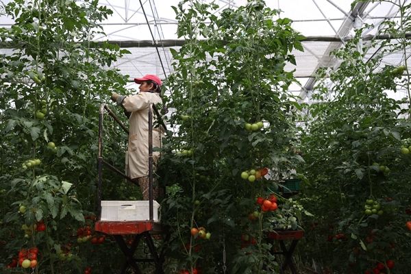 Hollanda engeli kalktı... Türkiye'ye muhtaçlar 22