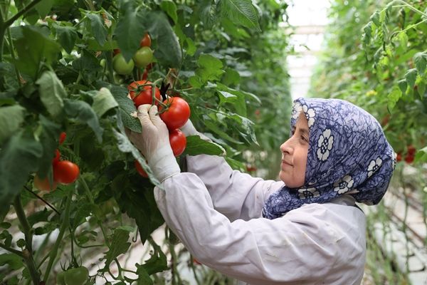 Hollanda engeli kalktı... Türkiye'ye muhtaçlar 28