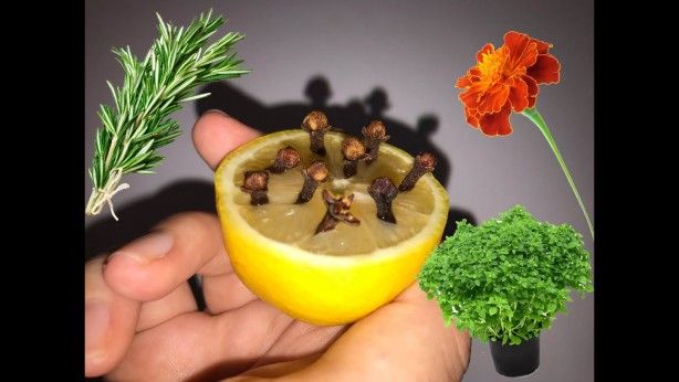 Limonun üzerine karanfilleri yerleştirin ve olacakları görün! 4