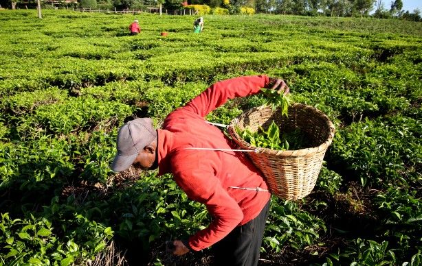 'Afrika'nın Rize'sinde çay hasadı 9