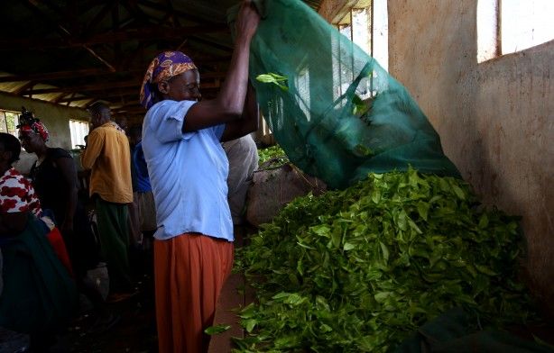 'Afrika'nın Rize'sinde çay hasadı 10