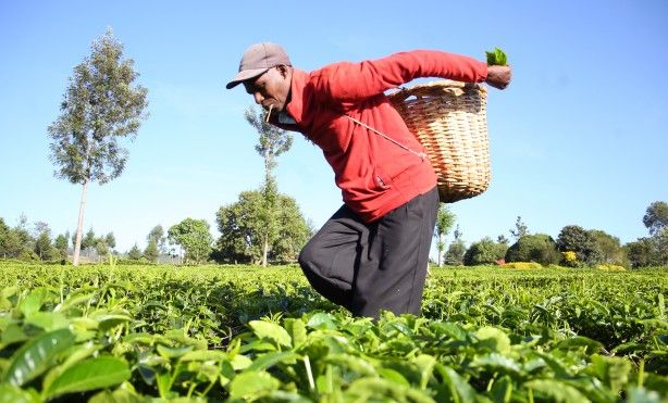'Afrika'nın Rize'sinde çay hasadı 12